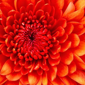 Meet your Posher, Marcela